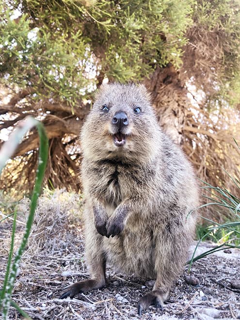 クオッカワラビー